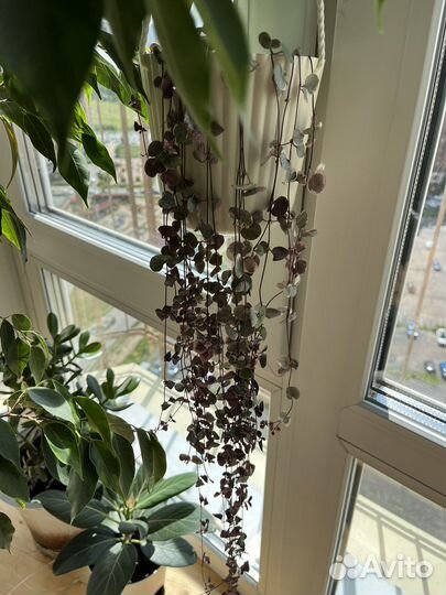 Церопегия вуда