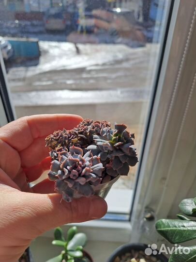 Echeveria 'Pig Nose' Эхеверия 