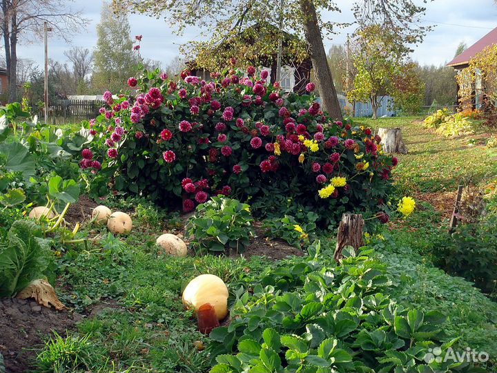 Георгина Эвелин, Эдинбург. Декоратив кустарники