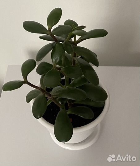 Толстянка, денежное дерево, крассула