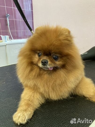 Груминг собак