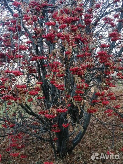 Рябина Сладкая Невежинская, саженцы