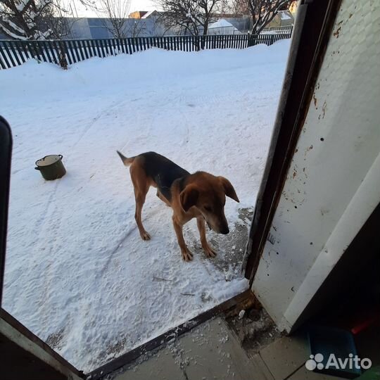 Продаю собаку русская пегая гончая 9 мес. Кабель