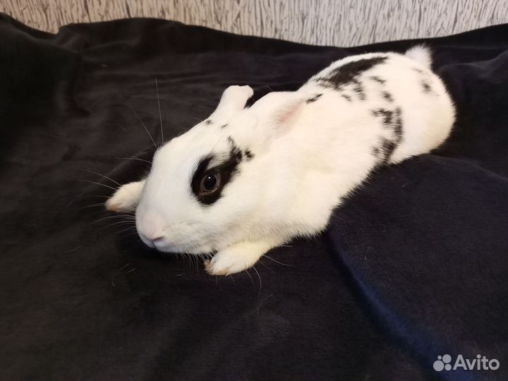 Декоративный кролик