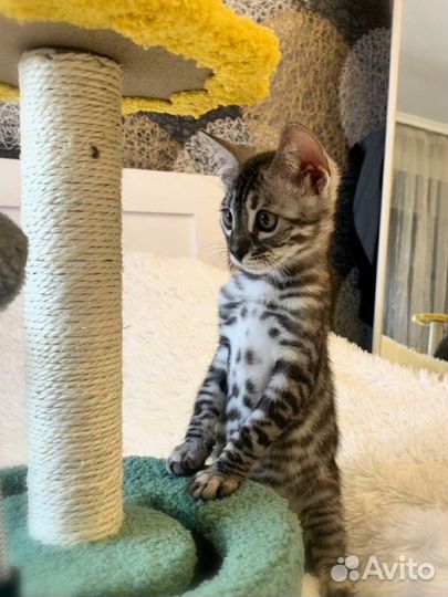 Бенгальский котенок