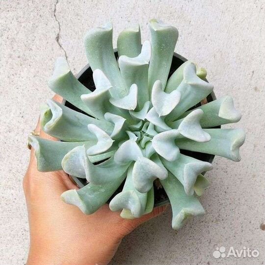 Пахифитум суккуленты