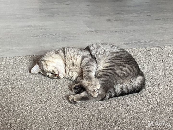 Шотландский кот вязка