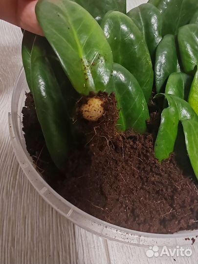 Замиокулькас Зензи