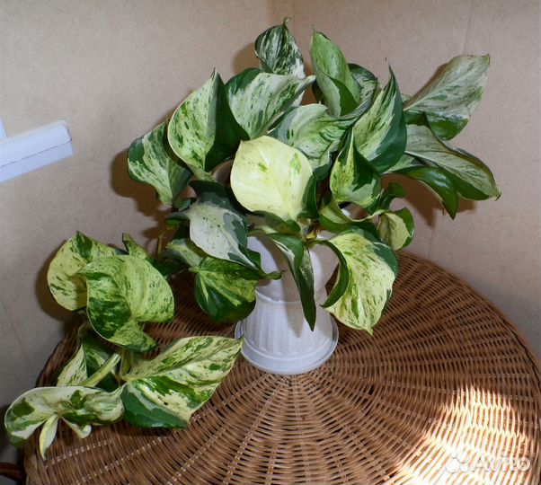 Эпипремнумы