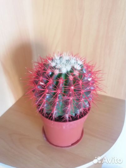 Кактус большой