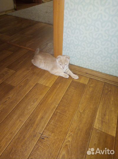 Вислоухие коты