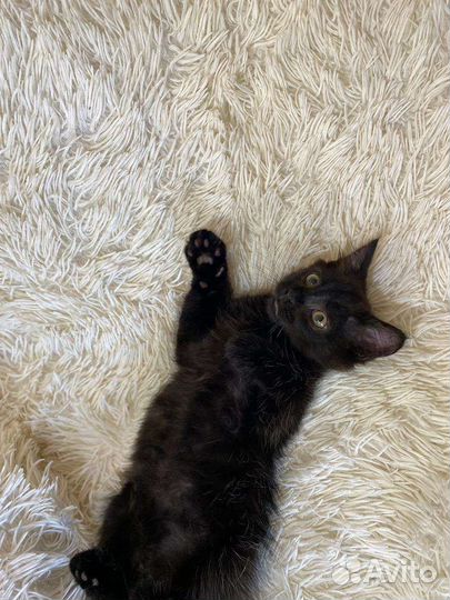 Котенок в добрые руки