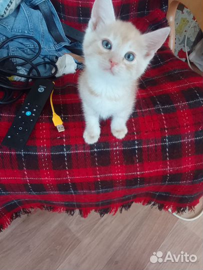 Котята в дар