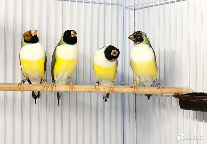 Амадины гульда две самочки