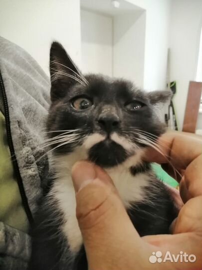 Котенок