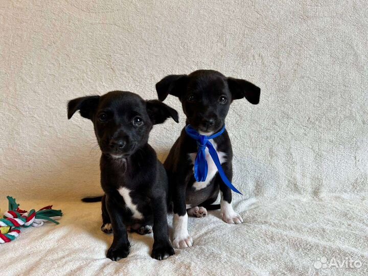 Отдам в добрые руки