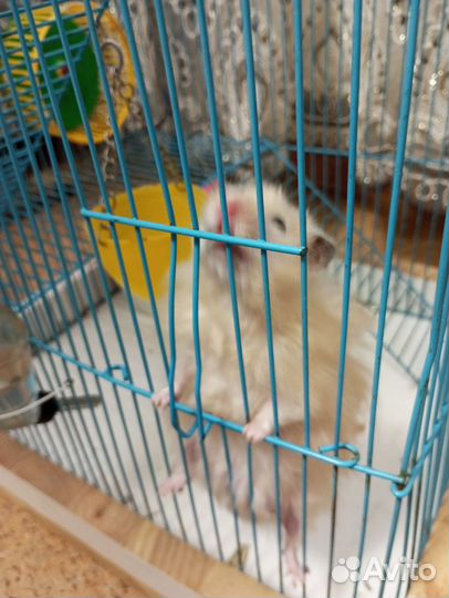 Сирийский хомяк с клеткой