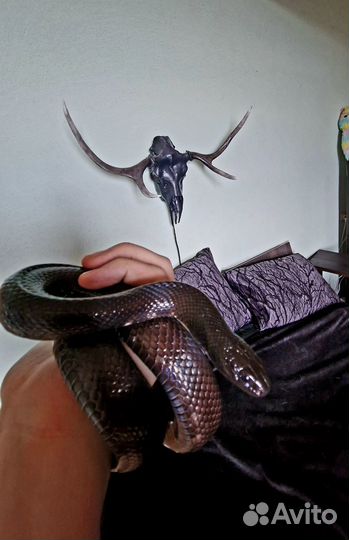 Змея черная королевская нигрита