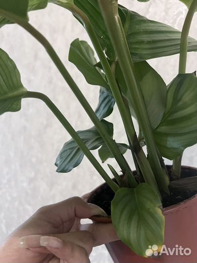 Калатея орбифолия