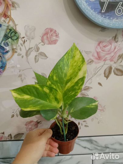 Комнатные растения