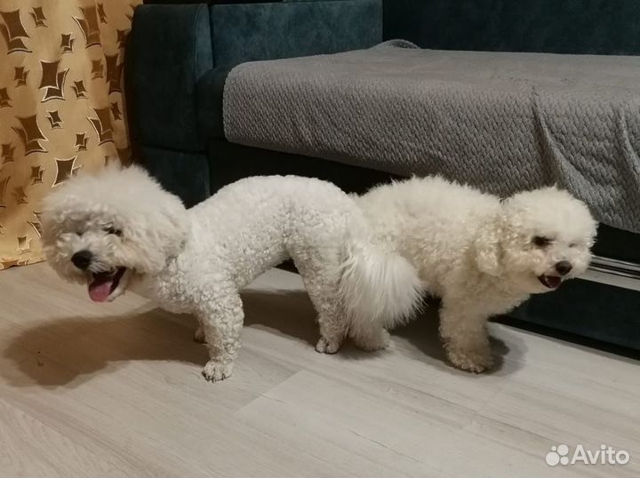 Вязка бишон-фризе