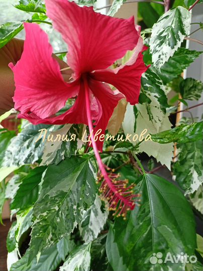 Гибискус Snow Queen