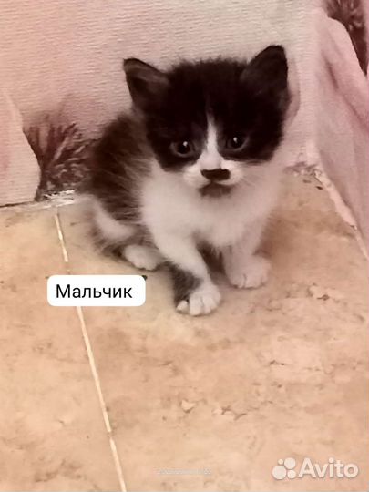 Кошка в дар бесплатно