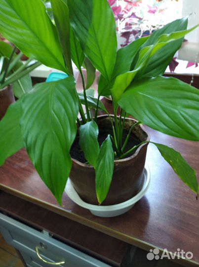 Спатифиллум