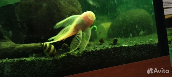 Сом анциструс