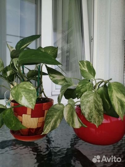 Кашпо горшок для цветов