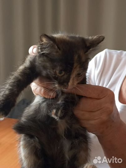 Трехшерстное счастье