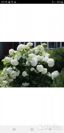 Гортензия