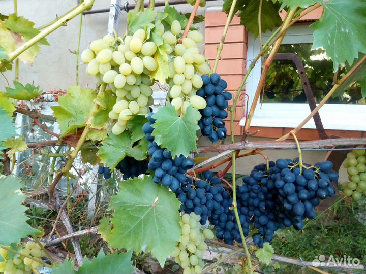 Саженцы Виноград
