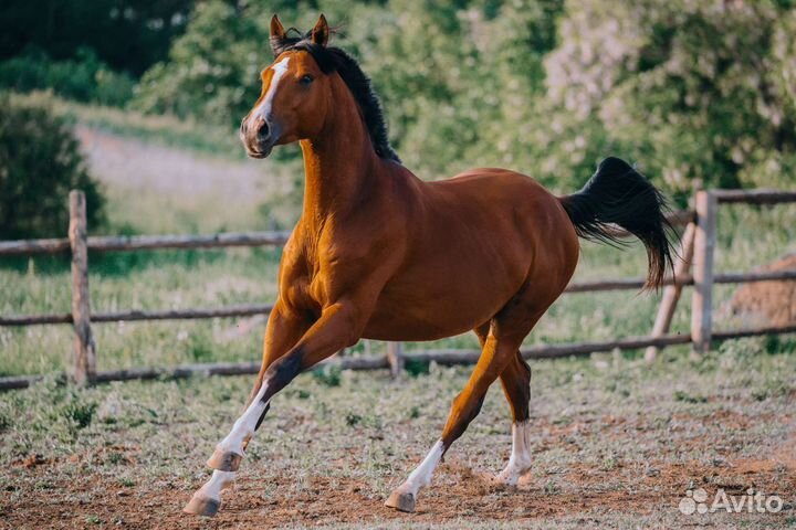 Тракененский жеребец 2020 г.р