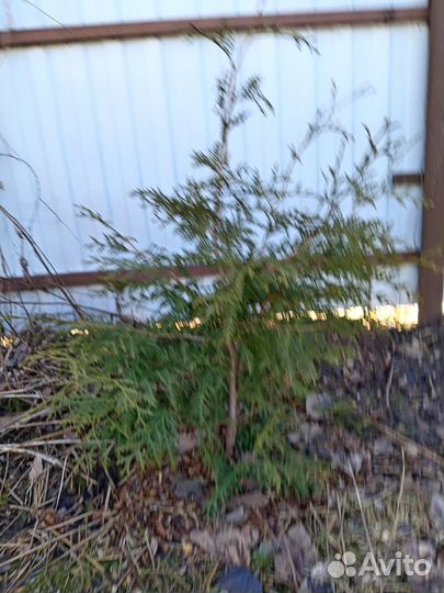 Туи брабант