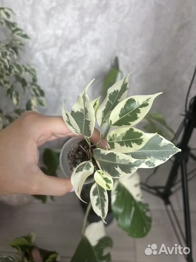 Фикус бенджамина пестролистный