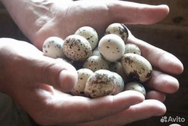 Яйца, мясо перепела, цыплята