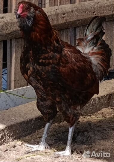 Молодые петухи