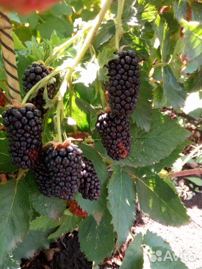 Саженцы крупноплодной ежевики