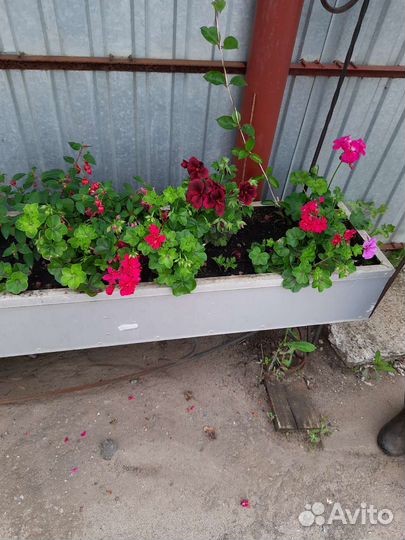 Комнатные растения