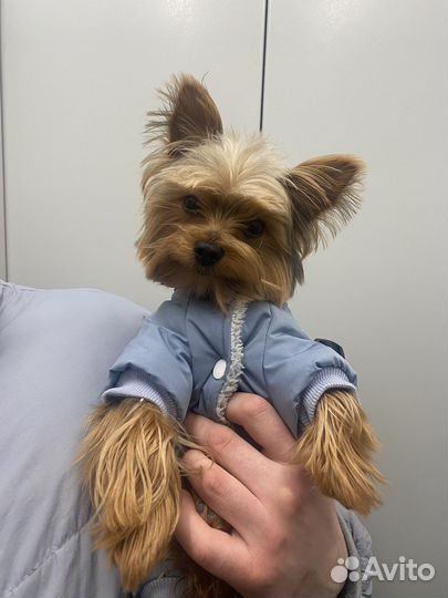 Вязка. Мини-йорк ищет подружку