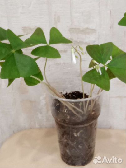 Декабрист. Педилантус. Кислица