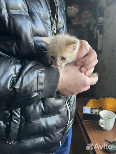 Котята в добрые руки мальчики бесплатно