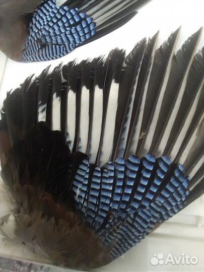 Крылья сойки, перья разных птиц