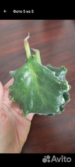 Укорененные листики фиалки