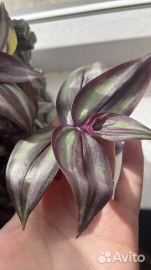 Традесканция зебрина