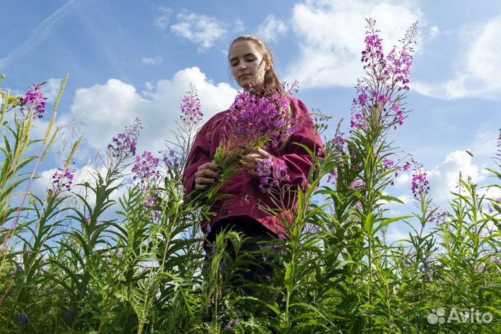 Требуется сборщик листа Иван-чая