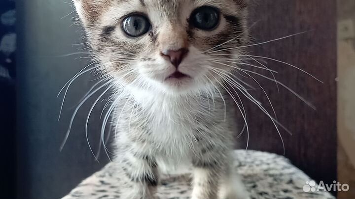 Британская девочка котенок