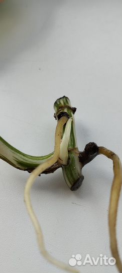 Монстера вариегатная Альба