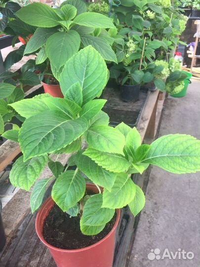 Гортензия вечноцветущая